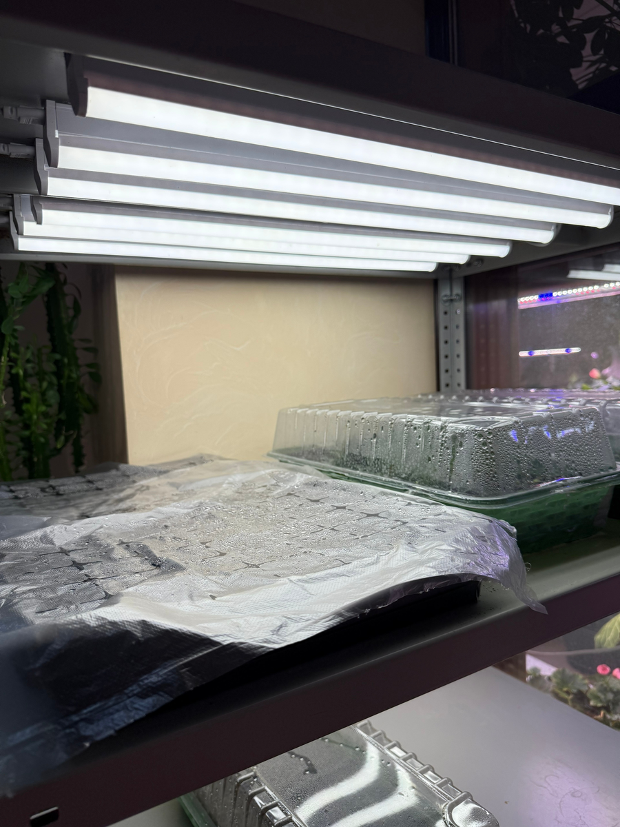 Петунии можно выращивать и под обычными лампами, главное соблюдать правильную мощность 