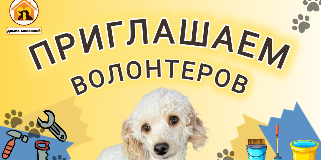 В приют "Домик Мелкашей" очень требуется помощь волонтеров! Несколько часов вашего времени -огромный вклад в жизнь мелкашей. Ждем вас! ❤️