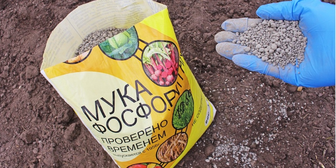 Фосфоритная мука и реальные дачники: почему удобрение рьяно советуют вместо старых средств