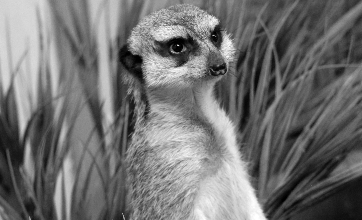    фото: © Карельский зоопарк / VK