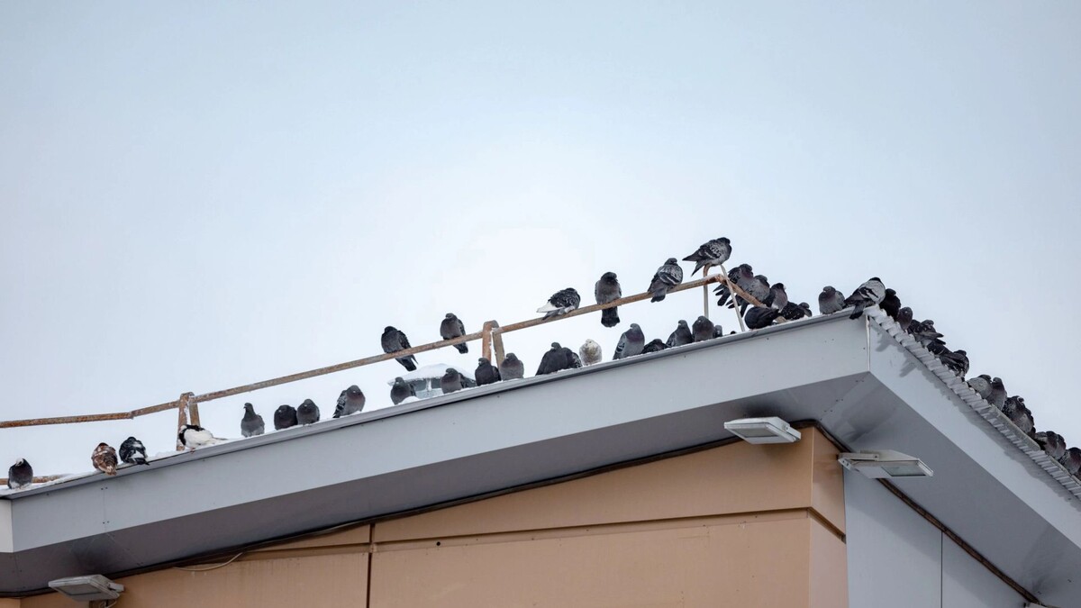    Фото: Сергей Зубков / «Ямал-Медиа»
