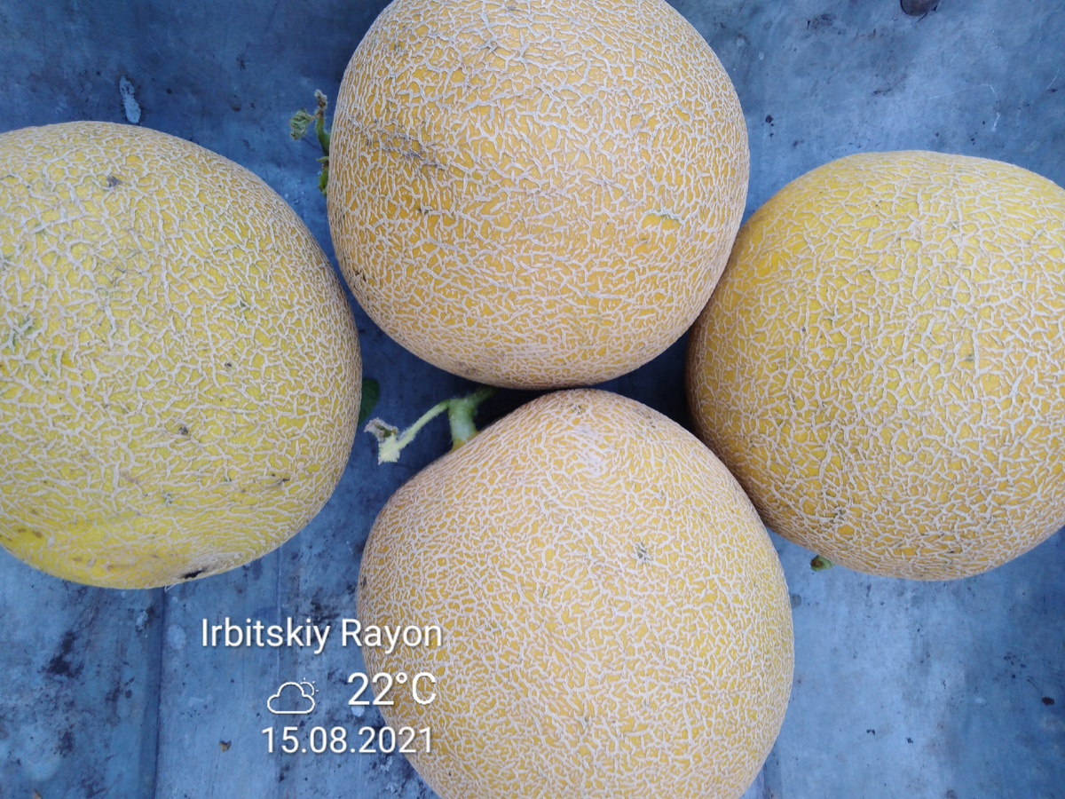 Дыня Галия, фото автора.