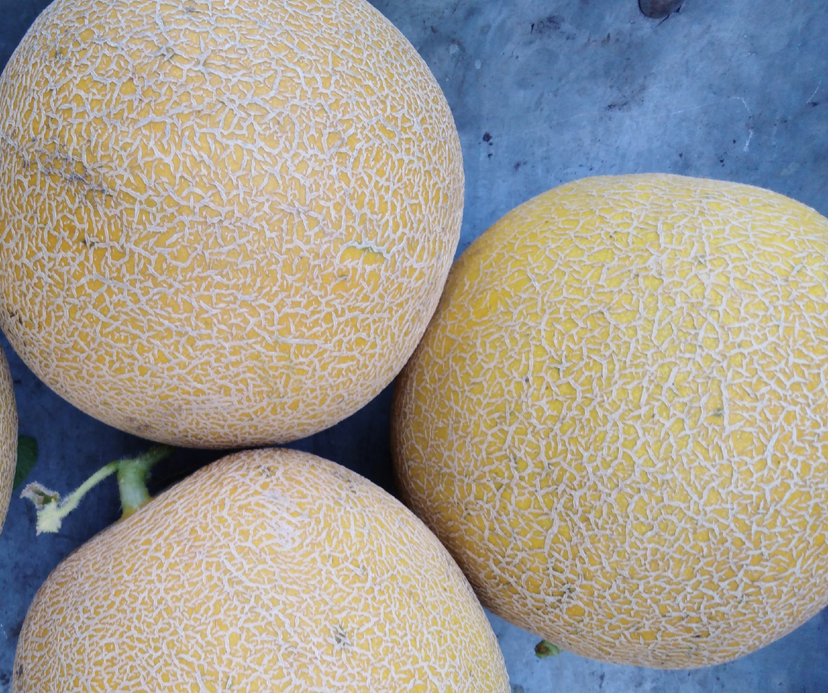 Дыня Галия, фото автора.