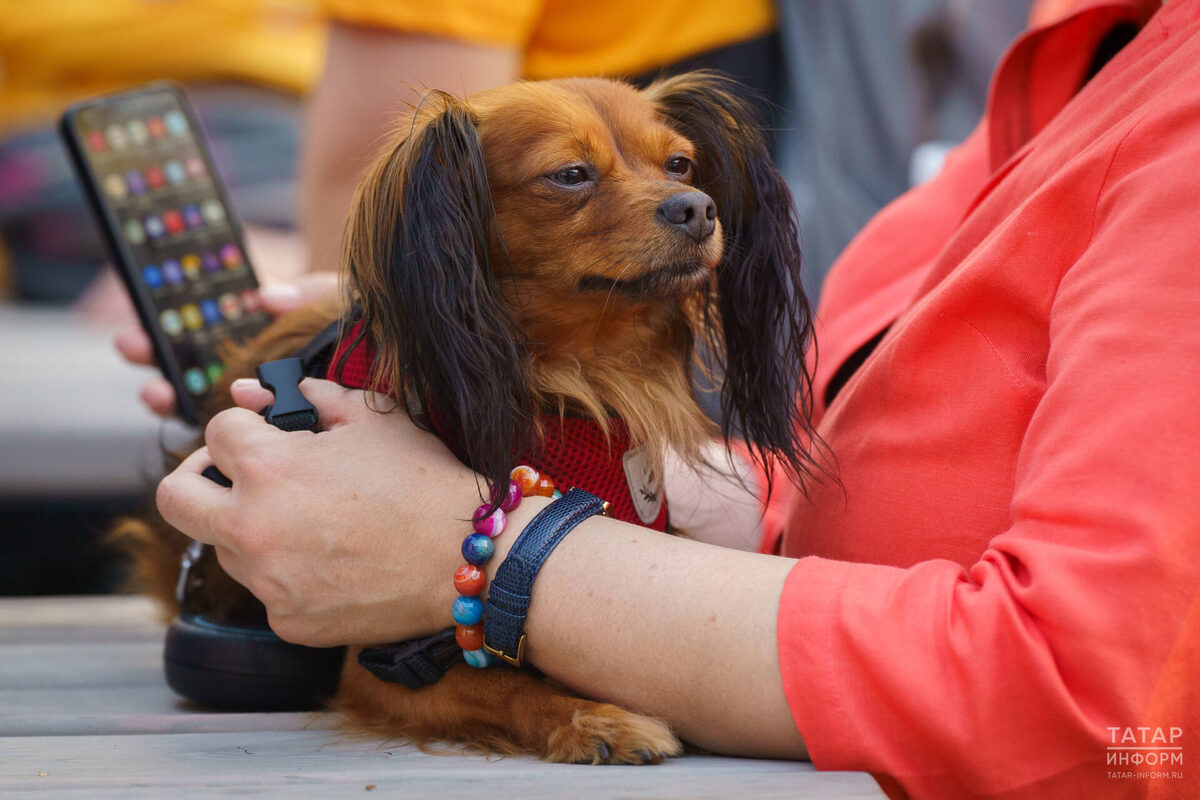 Фото: © Владимир Васильев / «Татар-информ»