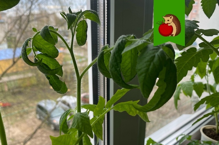 Почему листья рассады томатов скручиваются и что с этим делать?