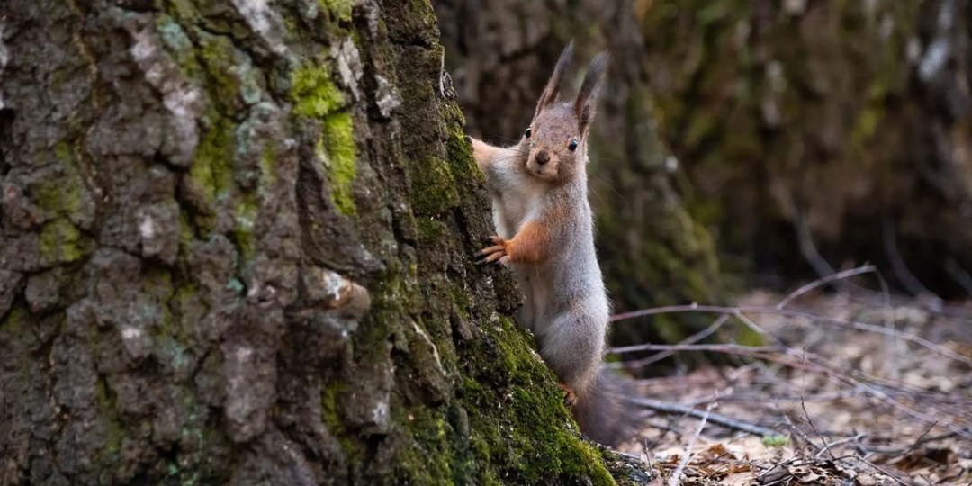 🌳 Просто белочка из Белоусовского парка желает вам доброго послеобеденного дня