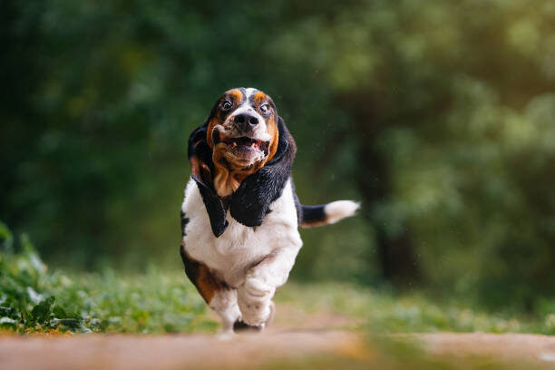 источник фото: https://media.istockphoto.com/id/2178502167/ru/%D1%84%D0%BE%D1%82%D0%BE/%D0%B7%D0%B0%D0%B1%D0%B0%D0%B2%D0%BD%D0%B0%D1%8F-%D1%81%D0%BE%D0%B1%D0%B0%D1%87%D0%BA%D0%B0-%D0%B1%D0%B5%D0%B6%D0%B8%D1%82-%D0%BF%D0%BE-%D0%BB%D0%B5%D1%81%D1%83.jpg?s=612x612&w=0&k=20&c=gBBQ66n3t40SgVFXSUnjScip3rsjwU2CFK8zEMrnP9g=