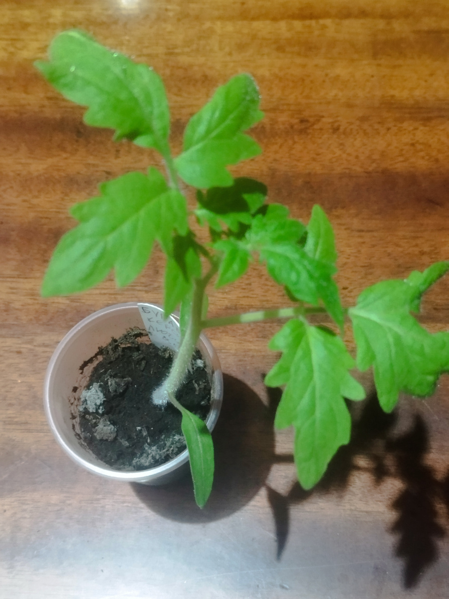 Рассадинка ждёт переезда на новую квартиру