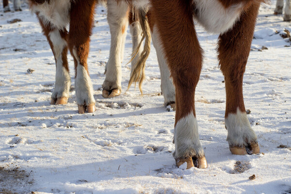 Shutterstock/Tungalag Balzhirova   📷