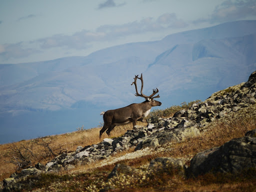 Зачем оленям GPS ошейник?