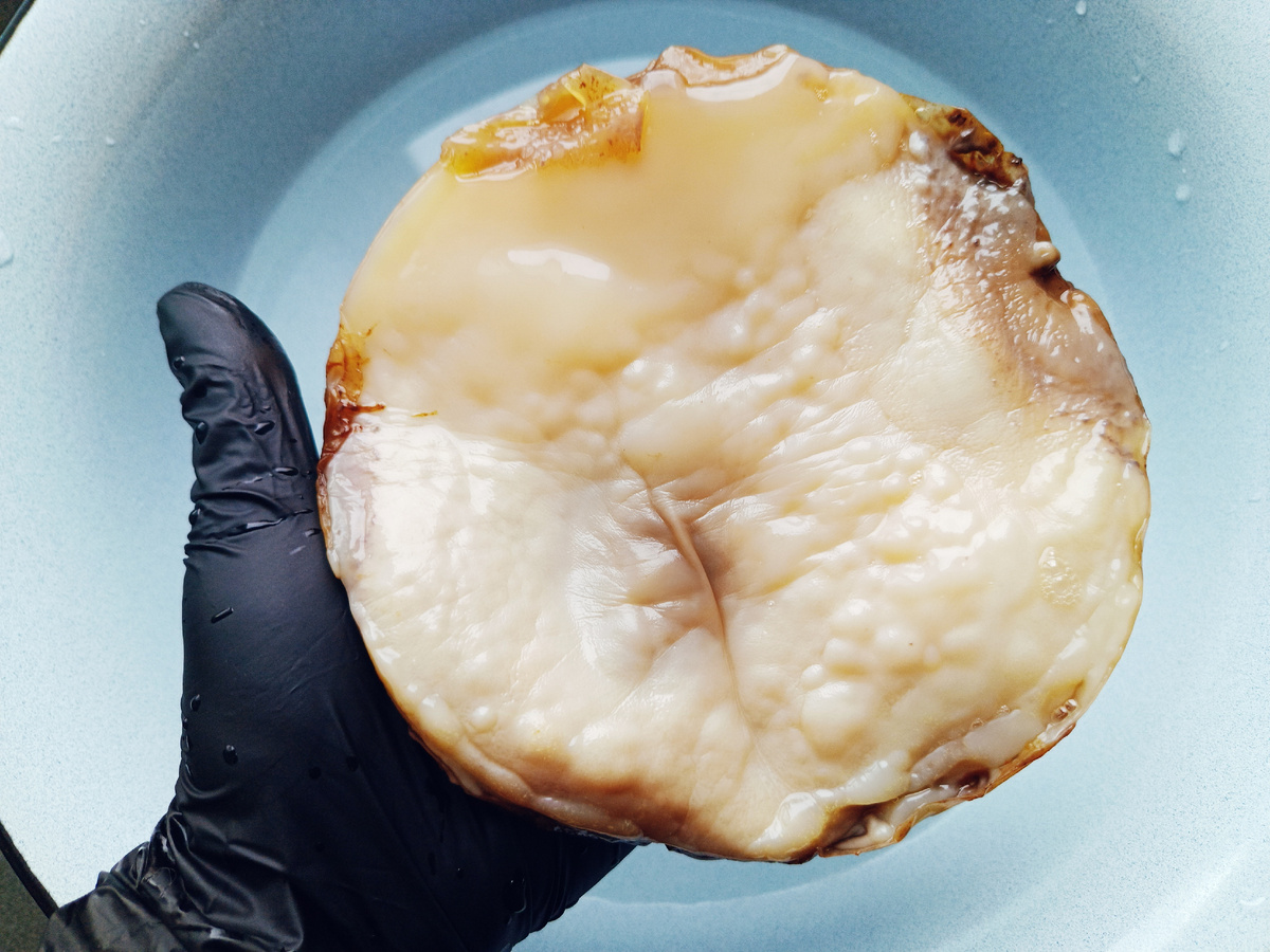 Как вам такой питомец?