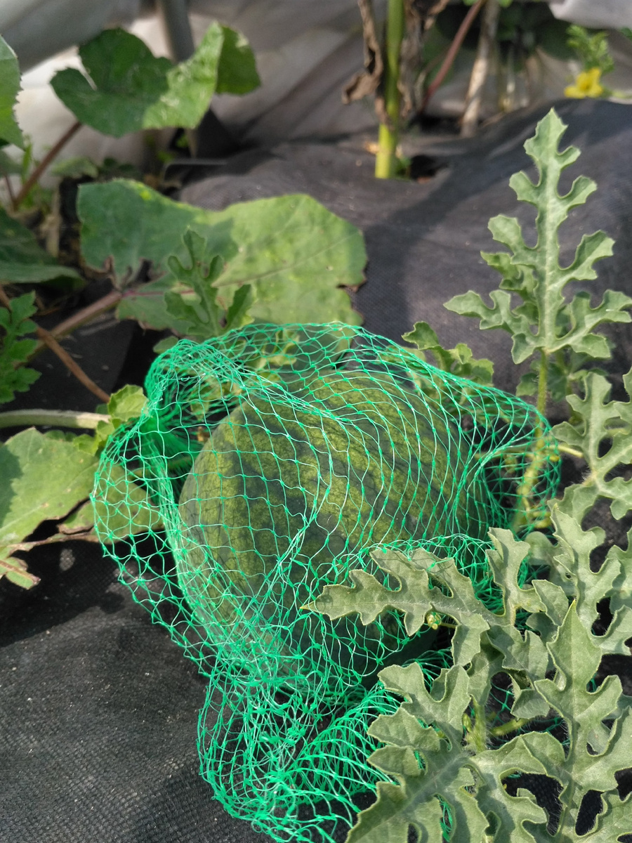 Арбуз. Фото автора.