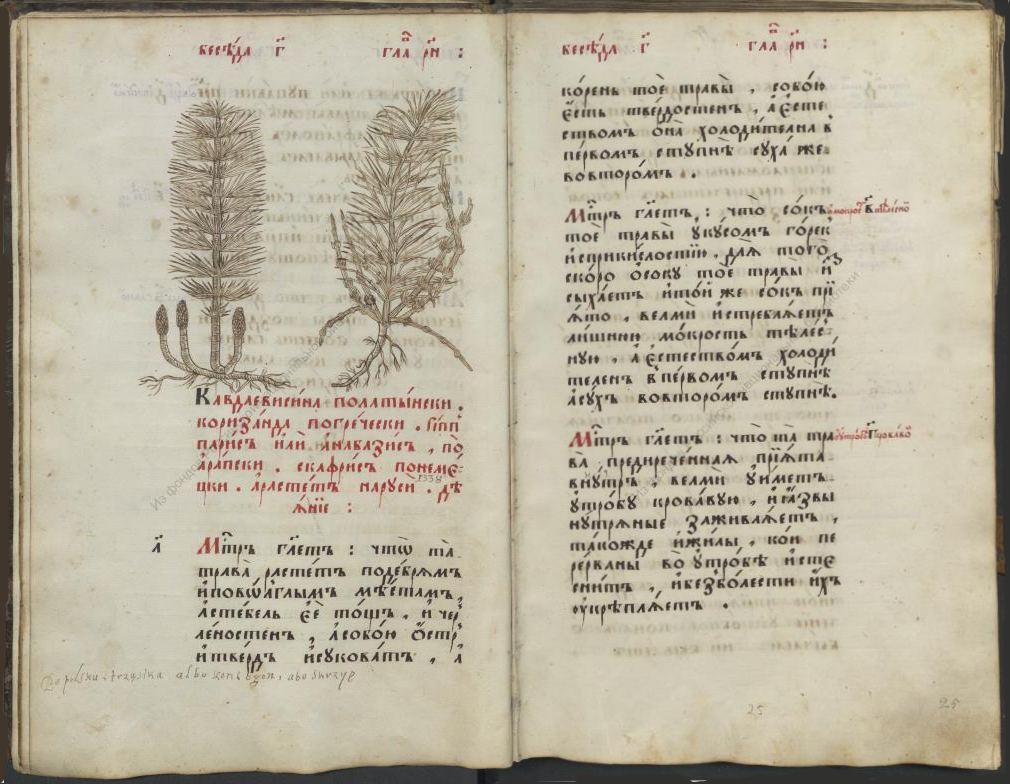 Настоящий травник XVII века. Листай галерею. 