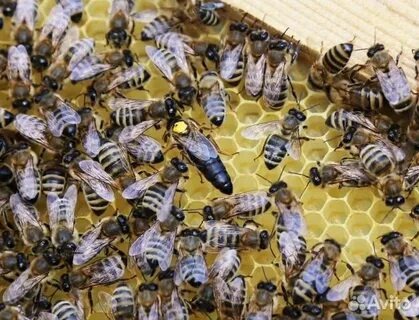 Карпатская пчела