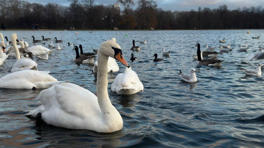    Первый городской канал Калининград