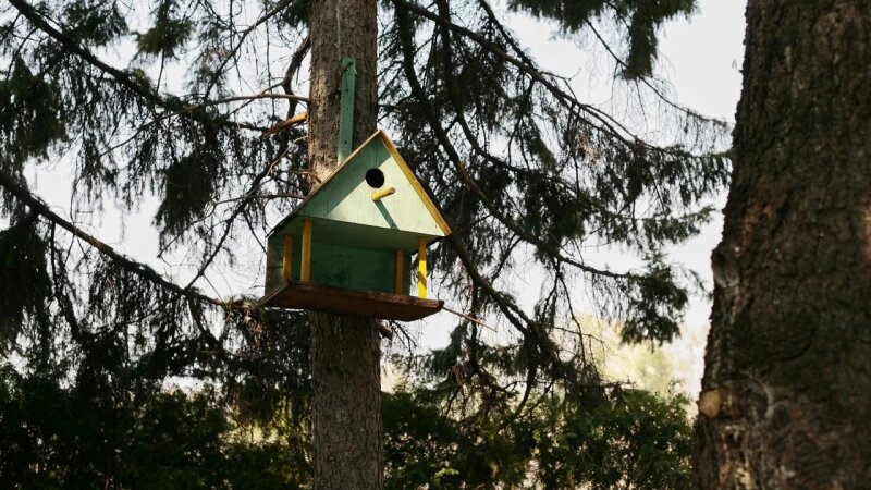     Скворечник в Барнаульском дендрарии. Дарья Беркетова