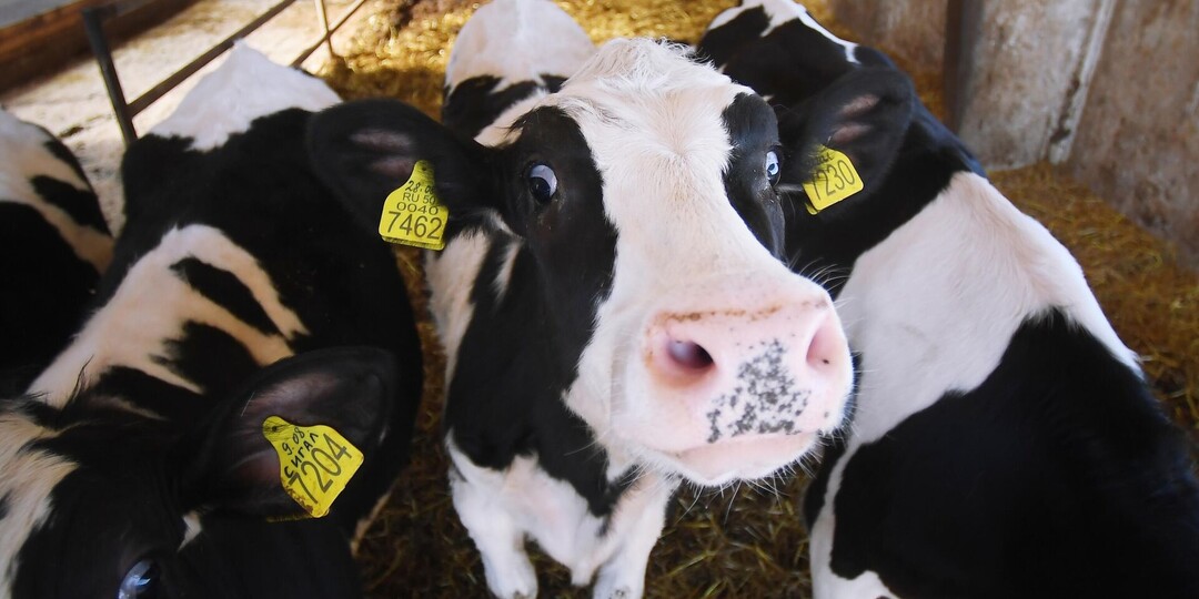 "Эпидемия уничтожения" коров пошла по России. Военблогеры в ярости: "В пользу местных царьков"