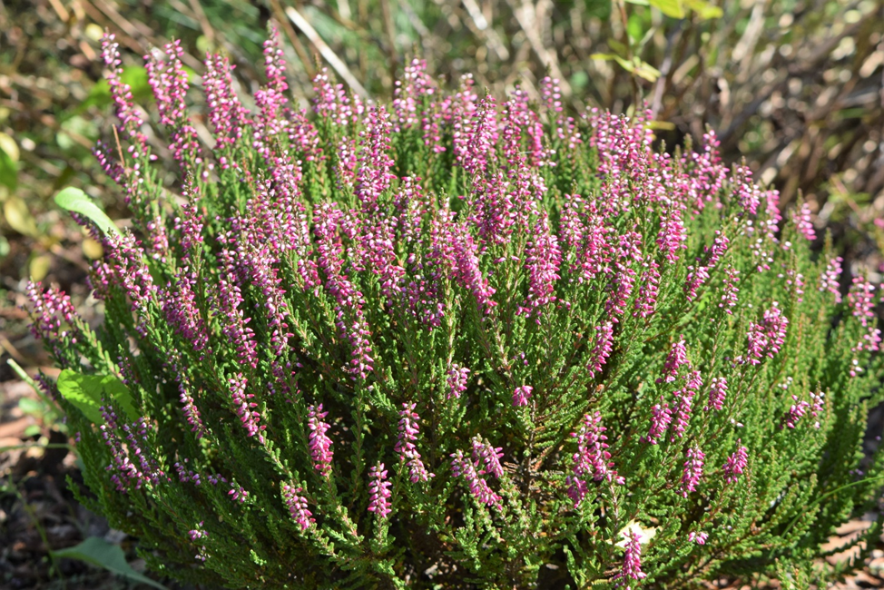 Вереск обыкновенный (Calluna vulgaris L.):боровика, боровая красная трава, борвинки, верест, боровой верист, вржос, вржост, воробьиная гречуха, ерник, зеленица, липица, побрусничник, рыскун, троецветка, боровой чабер, щабер. 