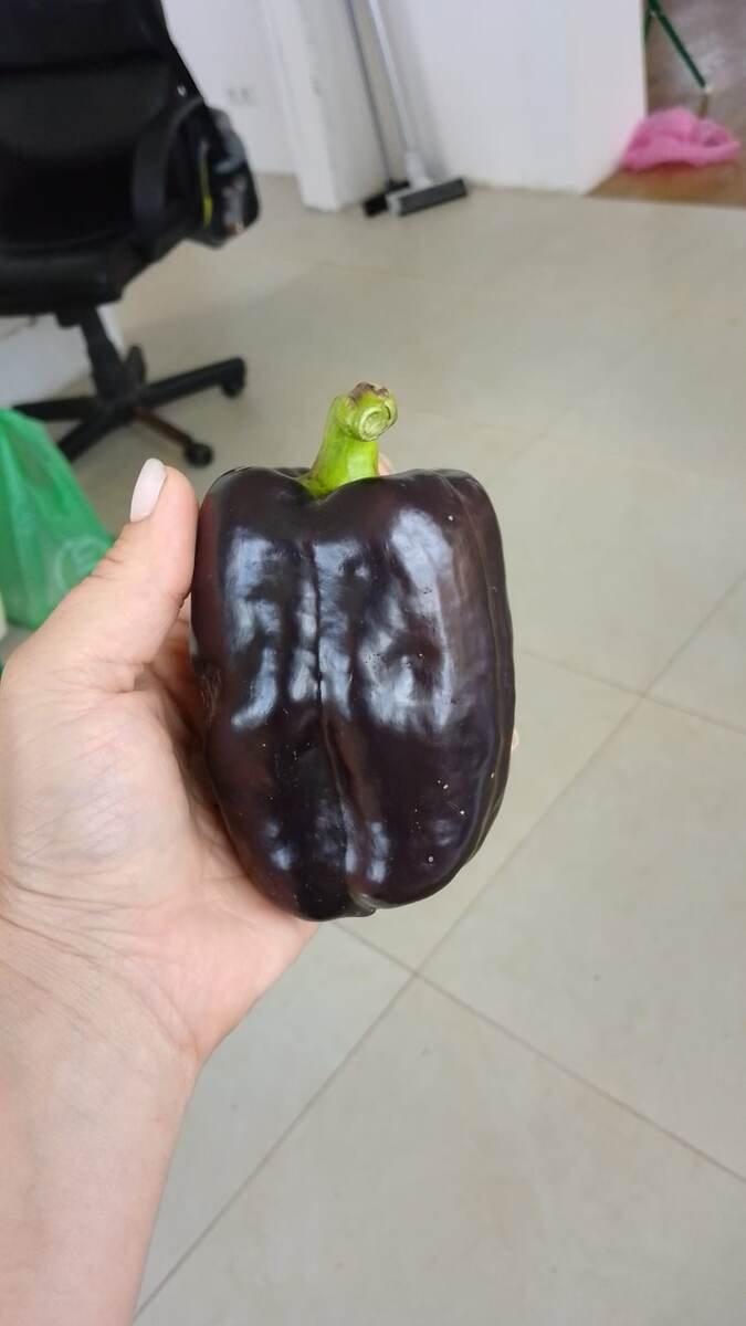 Биг папа, открытый грунт, урожай 2025 г. Фото автора.