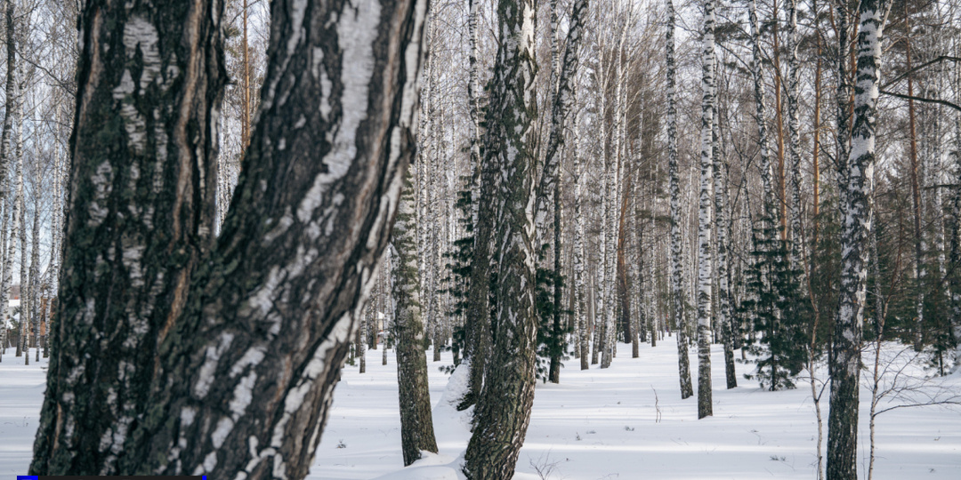 В Томской области наказали "черного" лесоруба