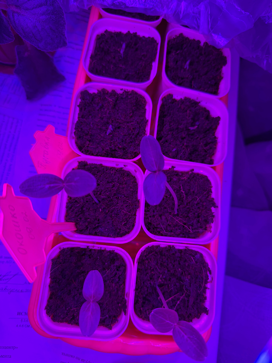 Первые семядоли огурцов