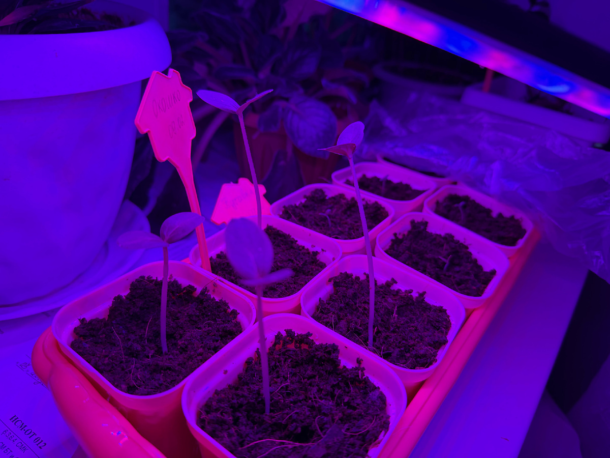 Ростки огурцов 