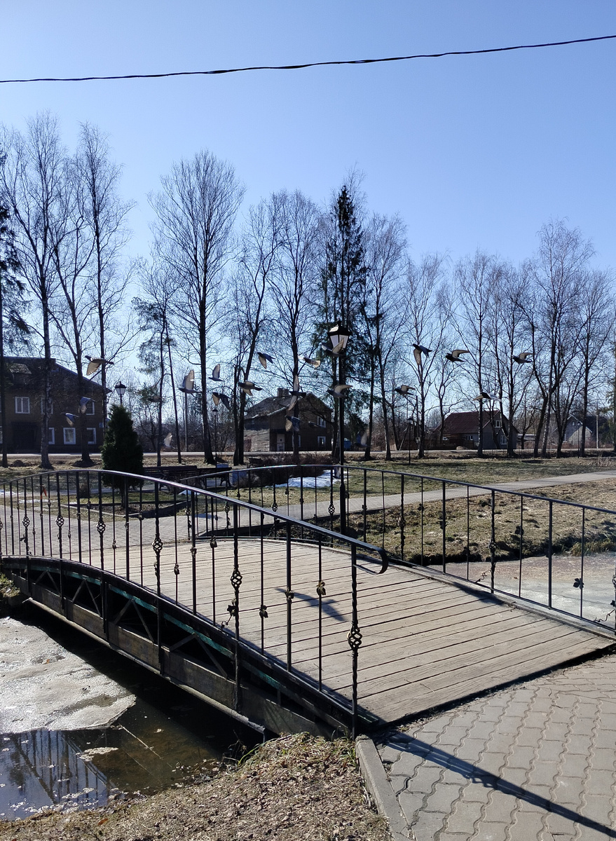 Стая голубей пролетает