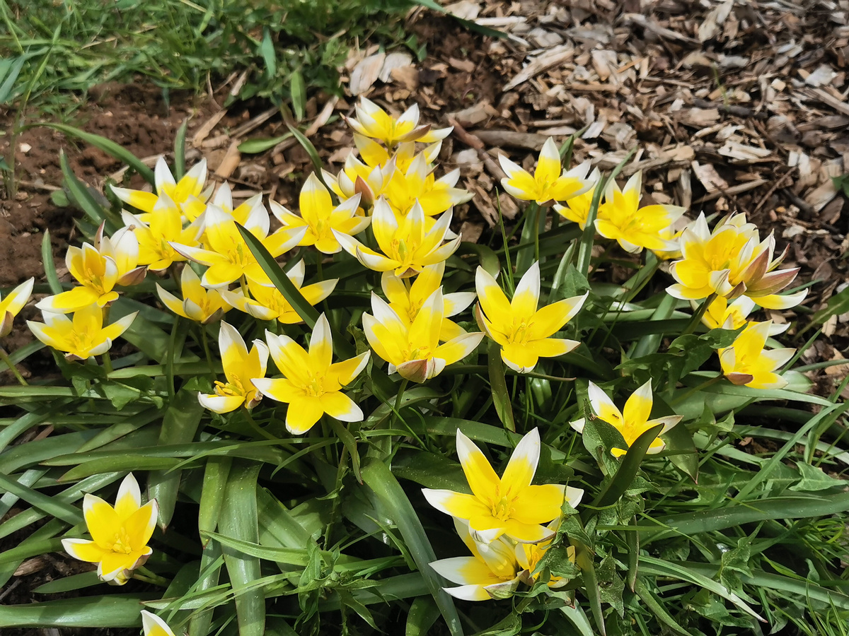 Тюльпан поздний/ Tulipa tarda, 2025 год