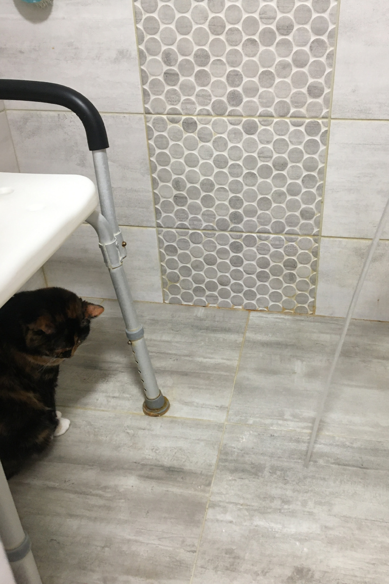 Даже в душ заходит и следит на водой. Фото автора