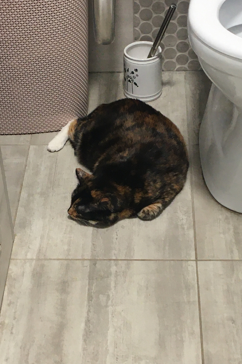 На тёплом полу. Фото автора