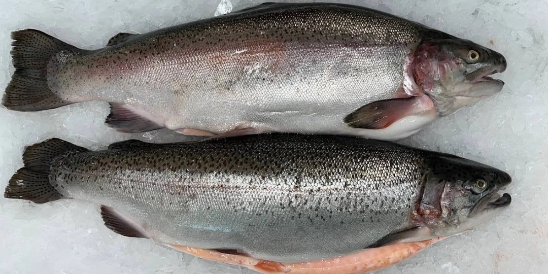 Одно важное отличие дикого и фермерского лосося в наших магазинах, о котором не скажут продавцы