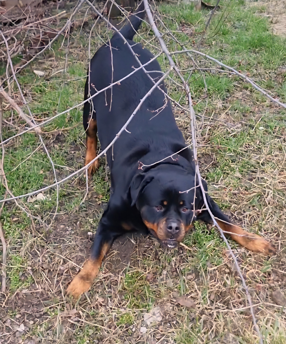 Любимая поза Берты - приглашение к игре. Любит притаиться и резко выпрыгнуть навстречу. 🐶