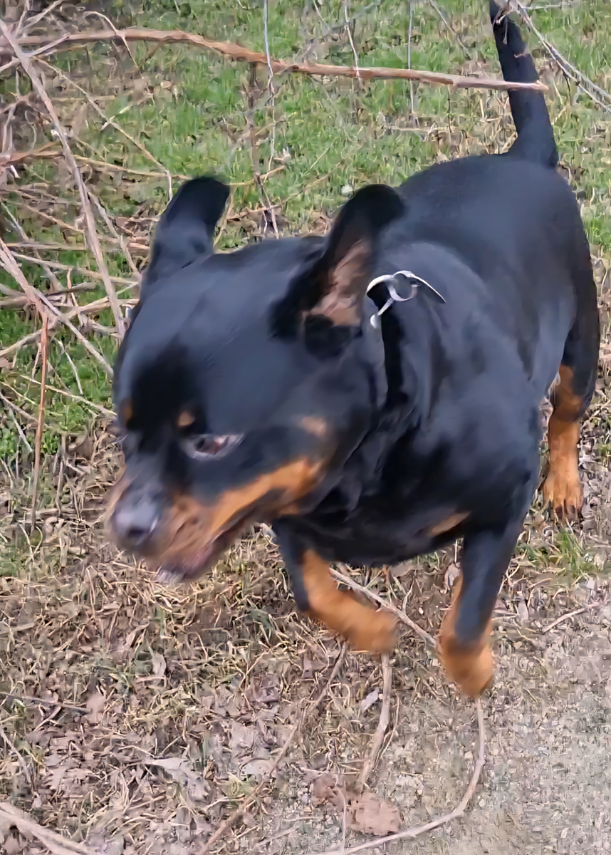 Атака из укрытия! 🐕