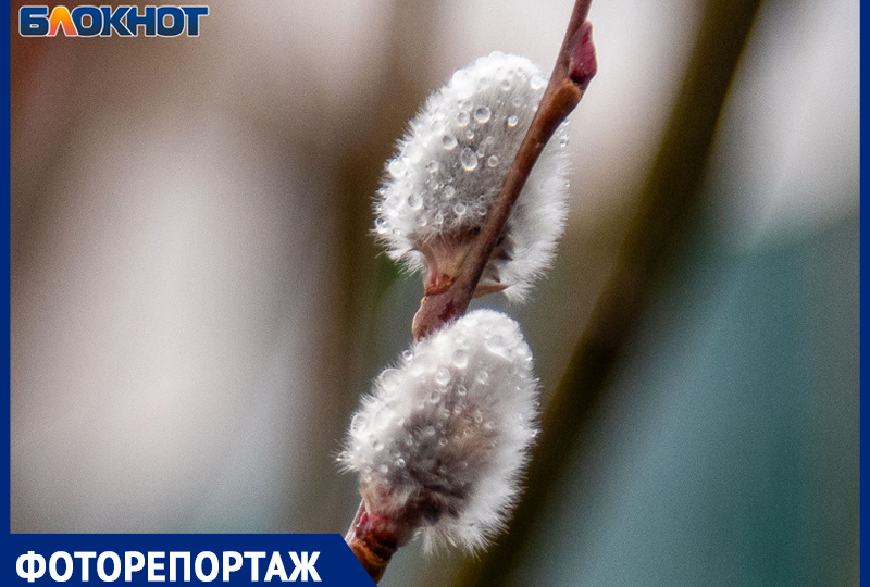 Природа Волжского игнорирует капризы погоды