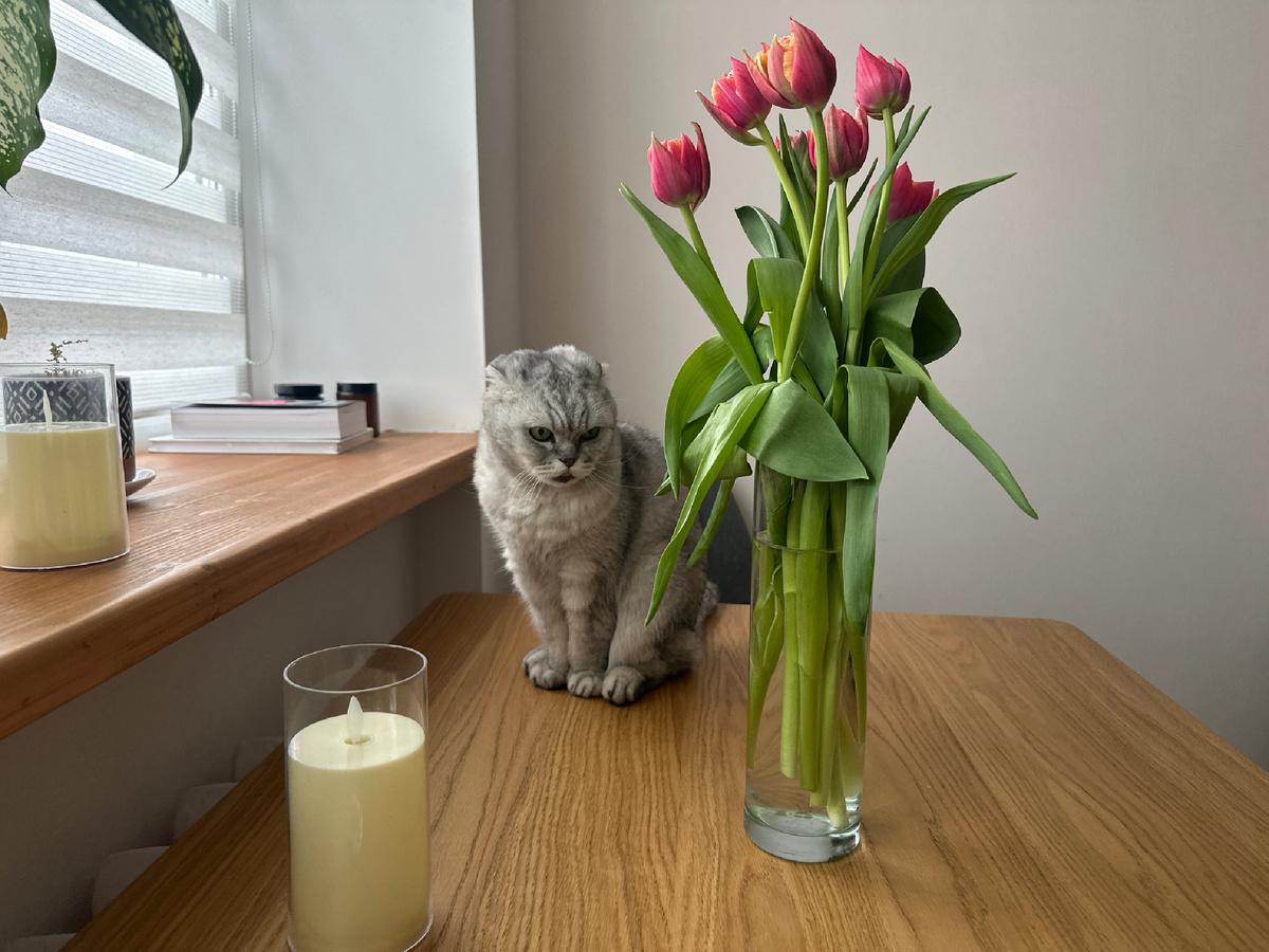 Просто котик. Не танцует)