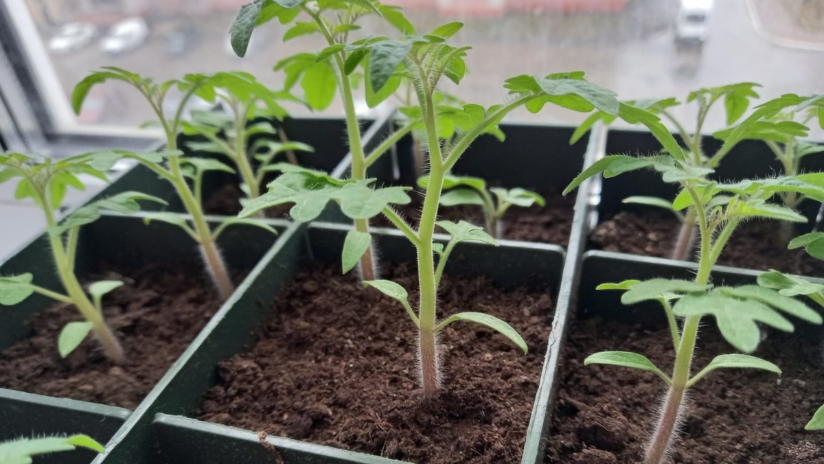 Вот так выглядит рассада, готовая к первой подкормке — листья ровные, без пятен, растение тронулось в рост