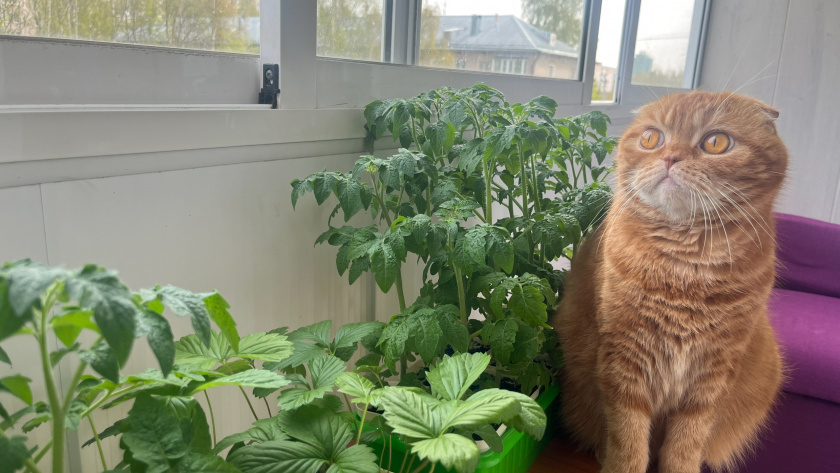    Фото progorod43.ru