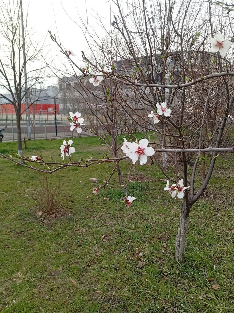 Фото для привлечения внимания - зацветающая жердёла, дикий абрикос возле дома