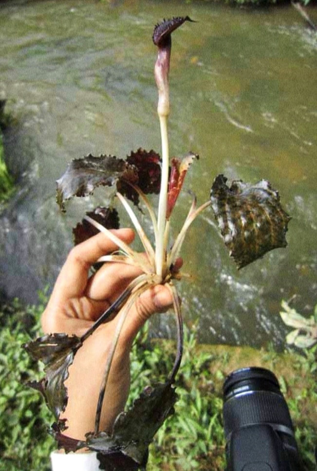 Cryptocoryne nurii var. raubensis. Фото Якобсена