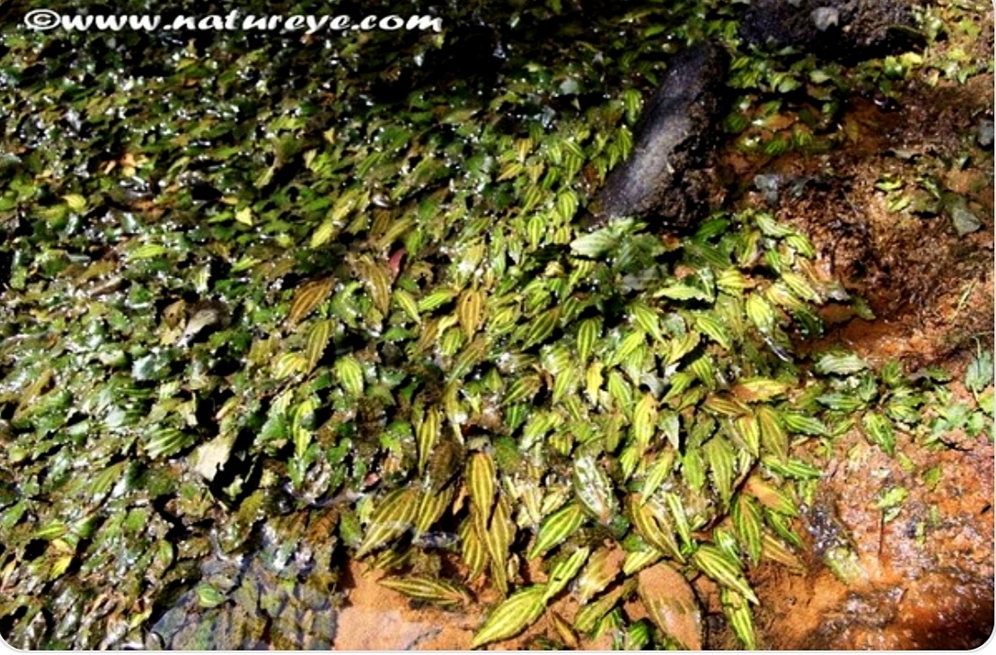 Фото из статьи-первоисточника