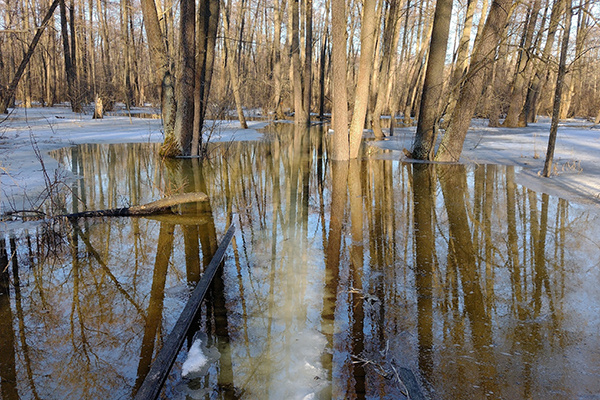     Фото: zapovednik-vrn.ru
