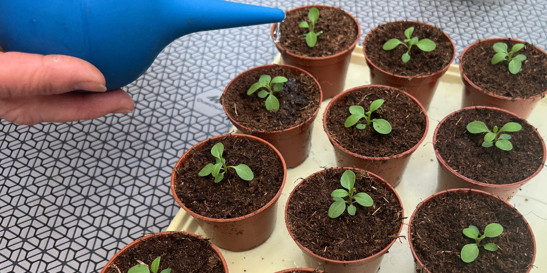 КОГДА начинать ПОДКАРМЛИВАТЬ рассаду?