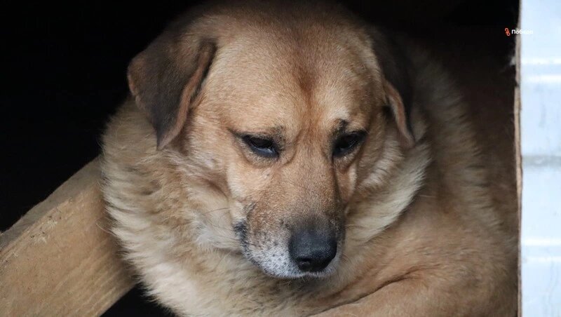      Фото: ИА «Победа26»