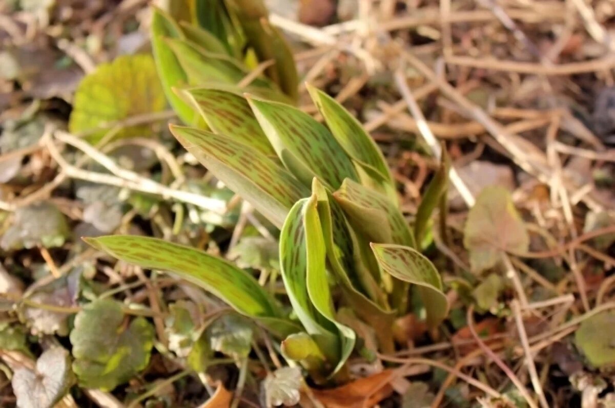    17 марта в Туле прогнозируют небольшой дождь и до +6℃