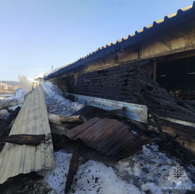    Спасатели вывели 180 коров из горящей фермы под Кировом