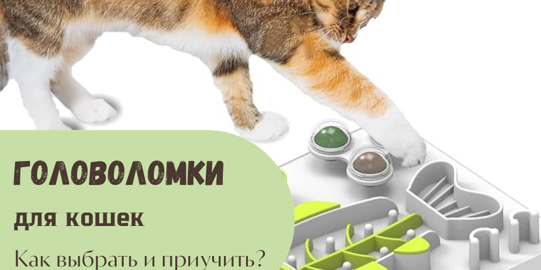 Головоломки для кошек. Как выбрать и приучить?