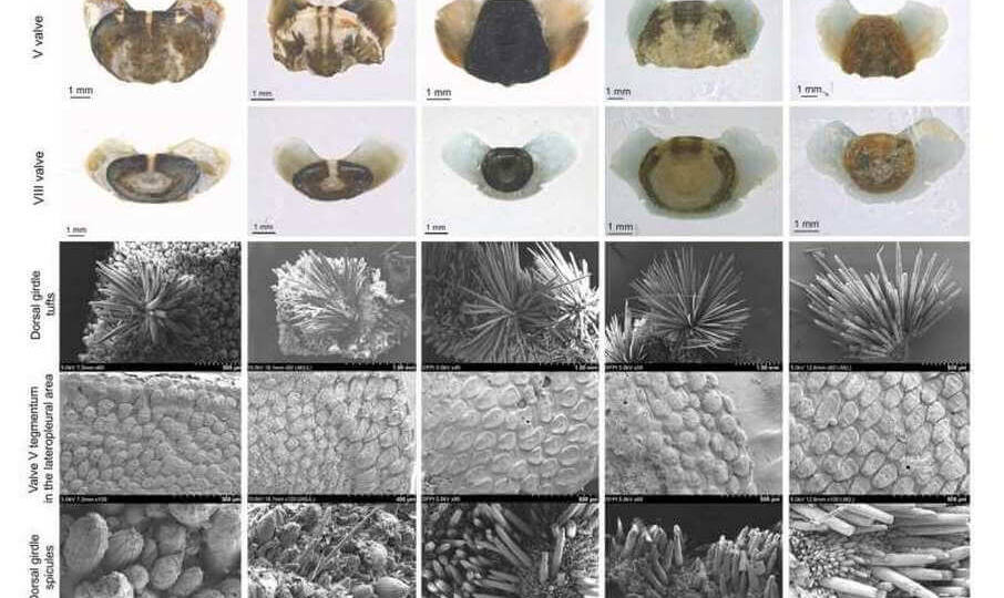 Новый вид моллюсков выявили ученые.