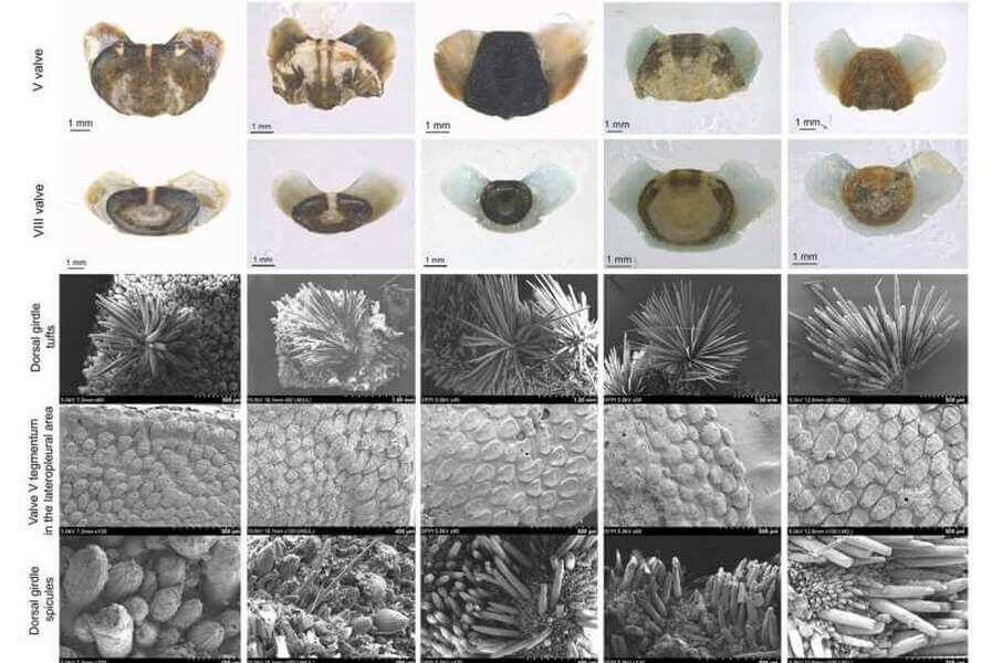Изображение: Marine Life Science & Technology (2026) 