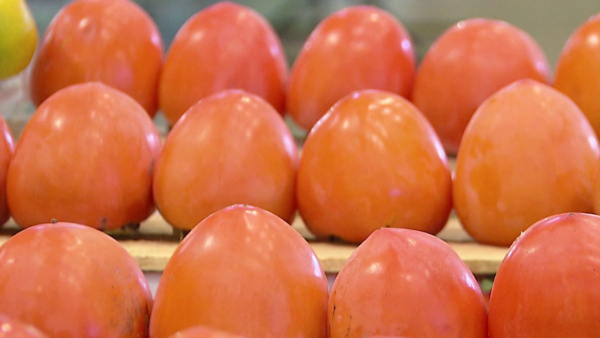    Вести-Москва. Хурма