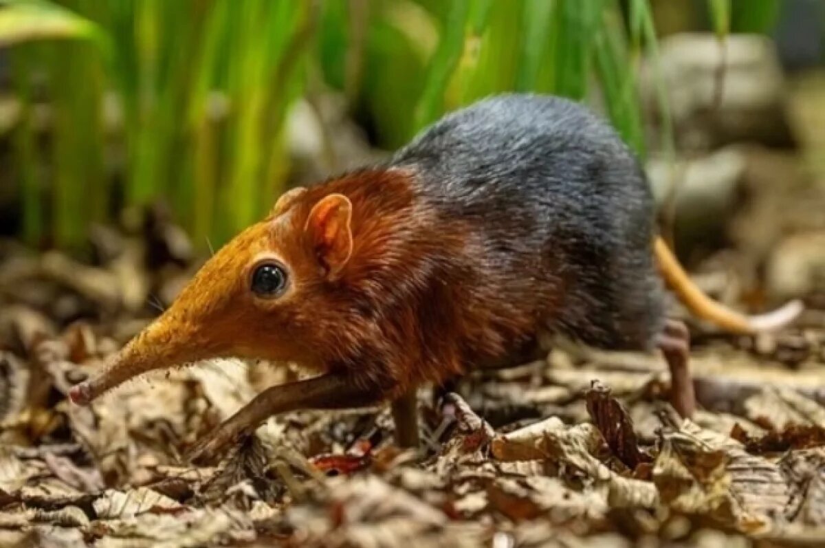    В Англии впервые родились животные, состоящие в родстве со слонами и мышами